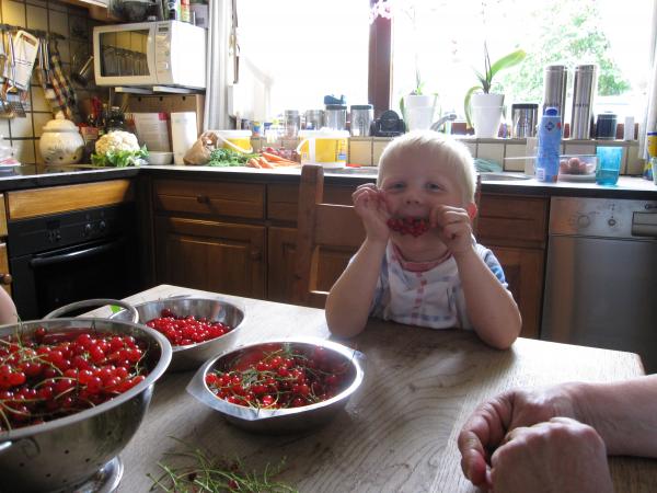 Jesse bezig met de bessen!, geplaatst door mama Lizanne op 2009-06-11