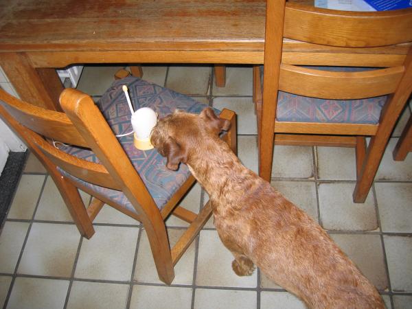 Floyd snapt niet waar het gehuil vandaan komt, geplaatst door papa Boudewijn op 2004-06-08