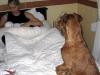 Floyd kijkt van afstand toe, geplaatst door papa Boudewijn op 2004-06-08